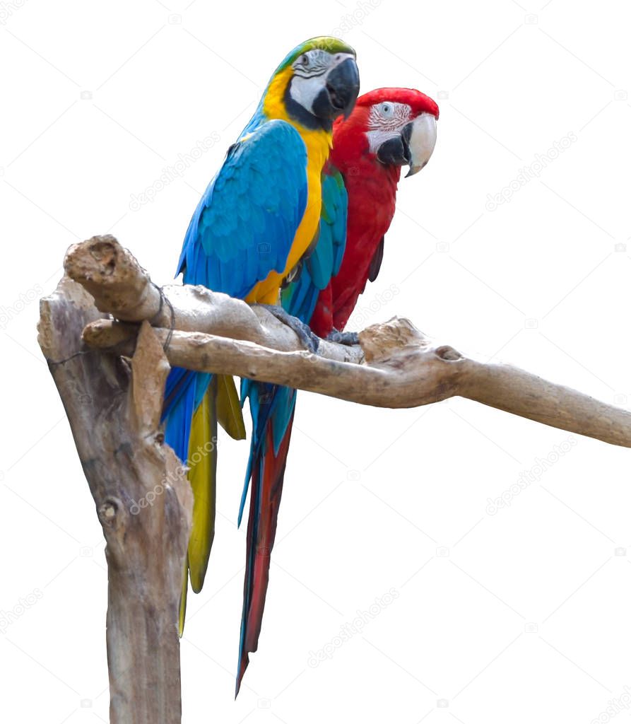 Couple of blue and red macaw parrots on branch isolated on white background