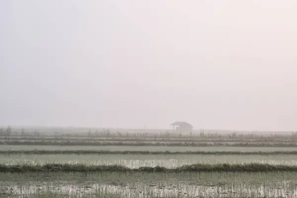 Chata na rýžovém poli a v zimě mlha. Chiang Mai Thajsko — Stock fotografie