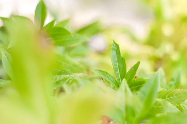 Закрыть вид на природу зеленого листа на размытом зеленом фоне — стоковое фото
