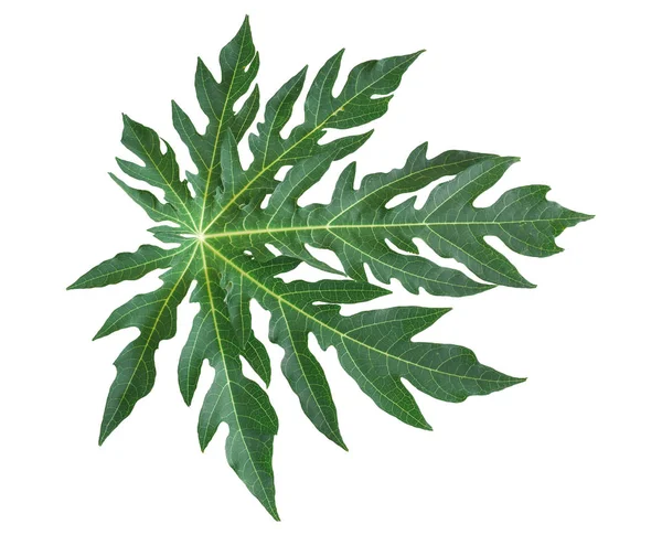 Зелений Лист Папайї Ізольований Білому Тлі Відсічним Контуром — стокове фото