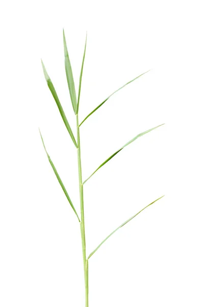 Leaf Grass Gramineae Isolated White Background — 스톡 사진