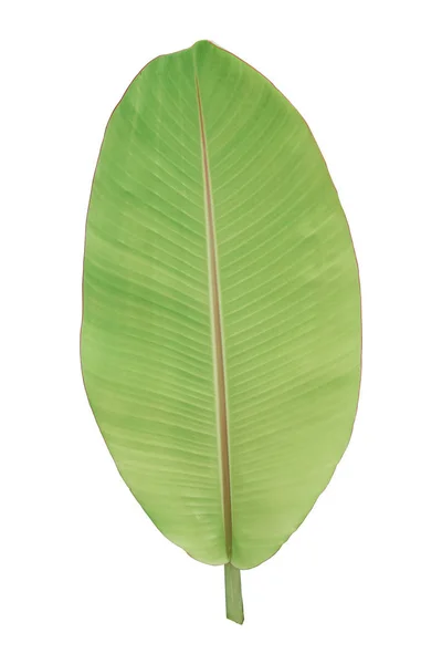 Folhas Banana Verde Isoladas Fundo Branco Objeto Com Caminho Recorte — Fotografia de Stock