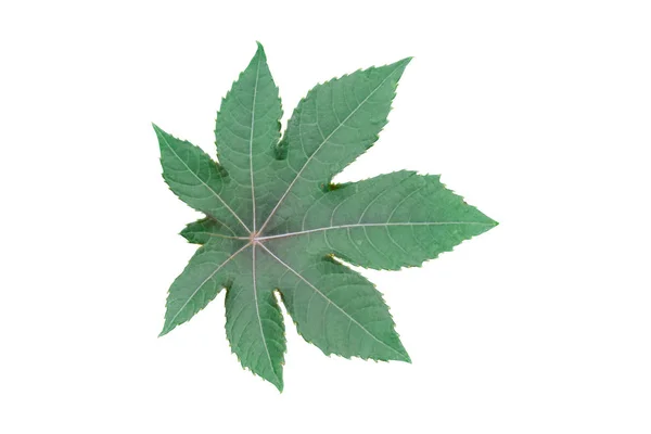 Зелене Плоске Дерево Сикаморський Лист Ізольовано Білому Тлі Єкт Відсічним — стокове фото