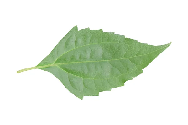 Зелений Лист Ізольований Білому Тлі Єкт Відсічним Контуром — стокове фото