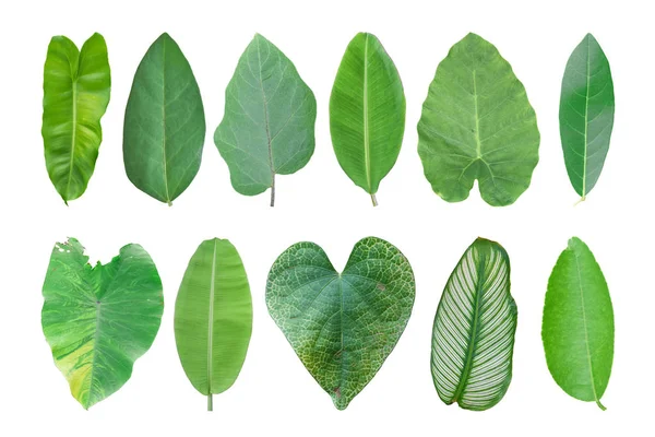 Different Tropical Leaves Isolated White Background Object Clipping Path — 스톡 사진