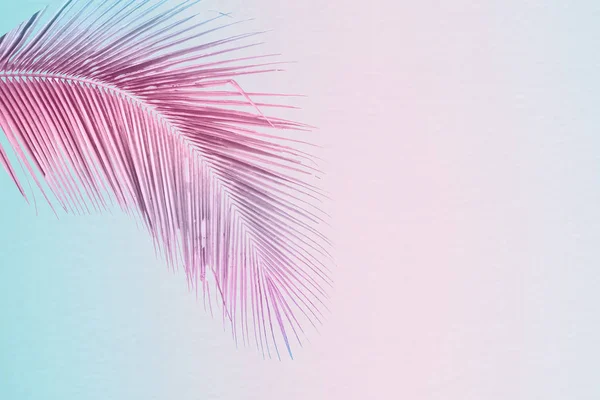 Tropiska Och Palmblad Levande Lutning Bakgrund Trendig Neon Färger Minimalistisk — Stockfoto