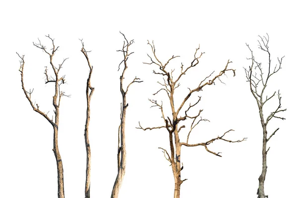 Set Dry Tree Branch Isolated White Background Object Clipping Path — 스톡 사진