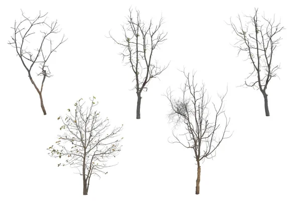 Verzamel Bomen Zonder Bladeren Geïsoleerd Witte Achtergrond Met Knippad — Stockfoto