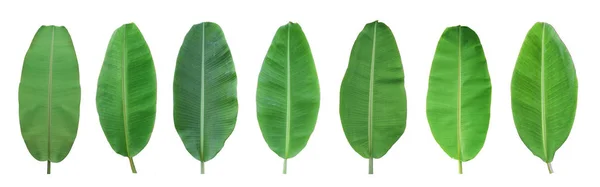 Set Aus Grünen Bananenblättern Isoliert Auf Weißem Hintergrund Mit Schnittpfad — Stockfoto