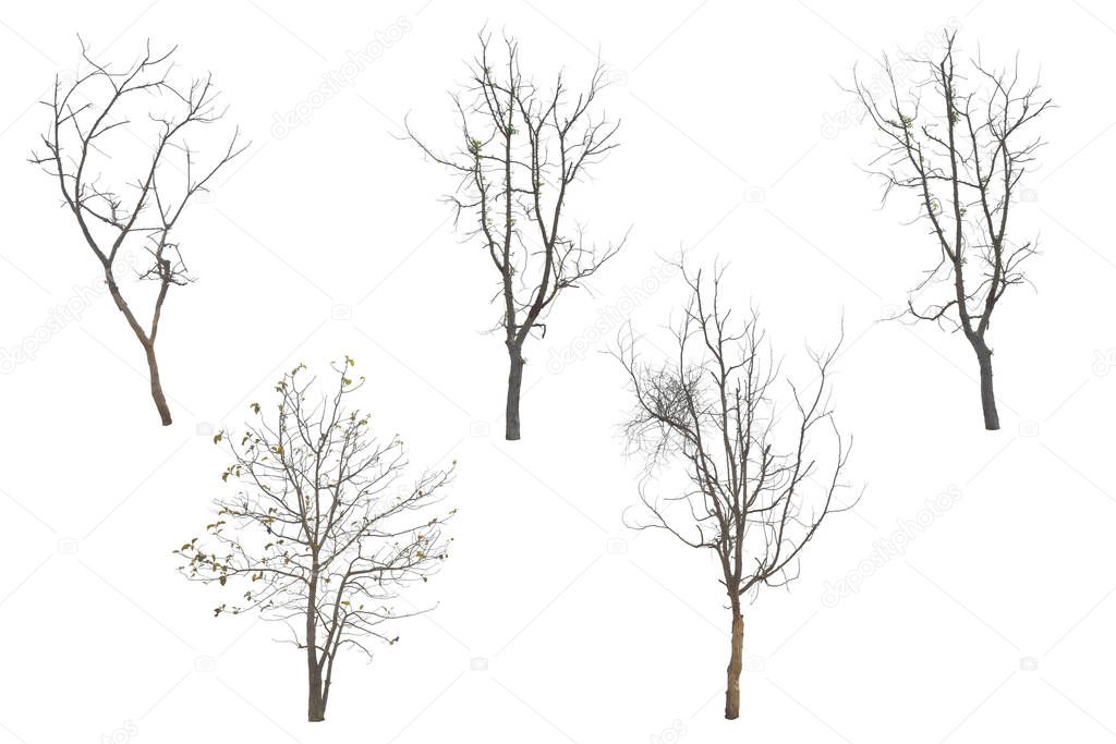 Collection trees without leaves isolated on white background. with clipping path.