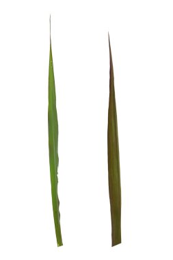 Beyaz arka planda izole edilmiş şeker kamışı yaprağı seti. kırpma yolu ile