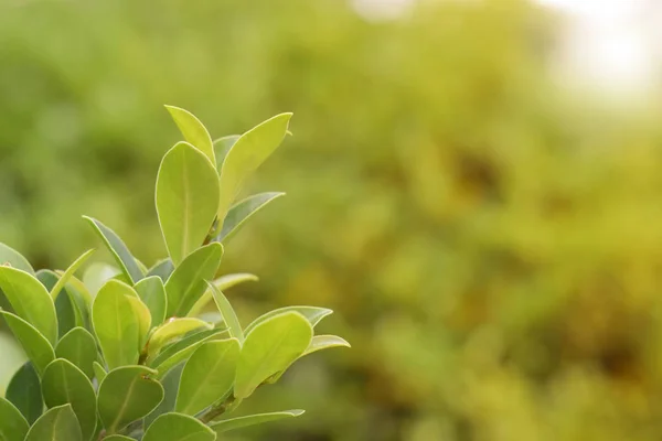 Πράσινα Φύλλα Θολή Φόντο Πρασίνου Έννοια Φυτά Τοπίο Οικολογία — Φωτογραφία Αρχείου