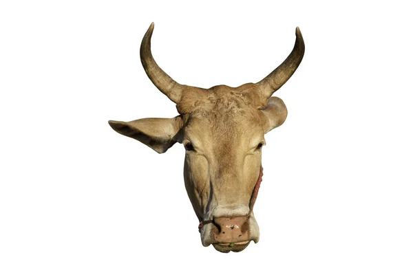 Close Cow Head Horn Isolated White Background Object Clipping Path — 스톡 사진