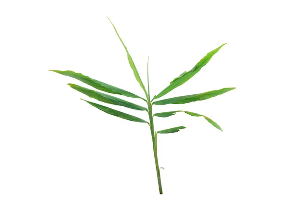 Folhas Verdes Gengibre Isoladas Fundo Branco Objeto Com Caminho Recorte — Fotografia de Stock