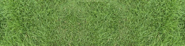 Green Grass Texture Background Panorama Picture — Stock Photo, Image