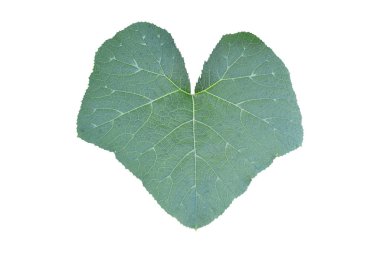 Beyaz arkaplanda yeşil kabak yaprağı var. Kırpma yolu ile nesne.