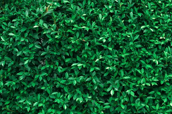 Σκούρα Πράσινα Φύλλα Υφή Έννοια Φύση Για Φόντο Και Ταπετσαρία — Φωτογραφία Αρχείου