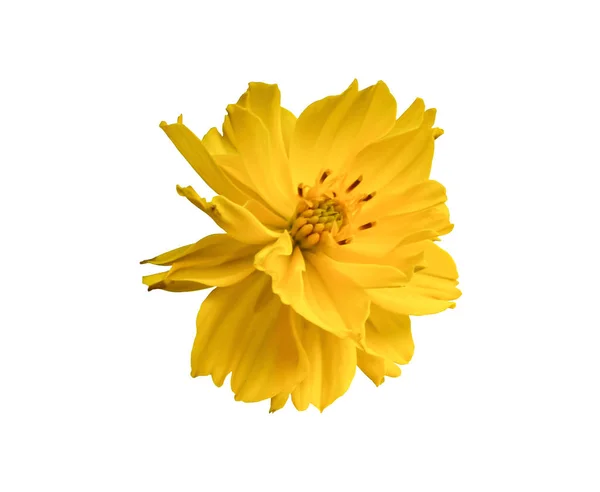 Gelbe Gänseblümchen Blume isoliert auf weißem Hintergrund. mit Ausschnitt — Stockfoto