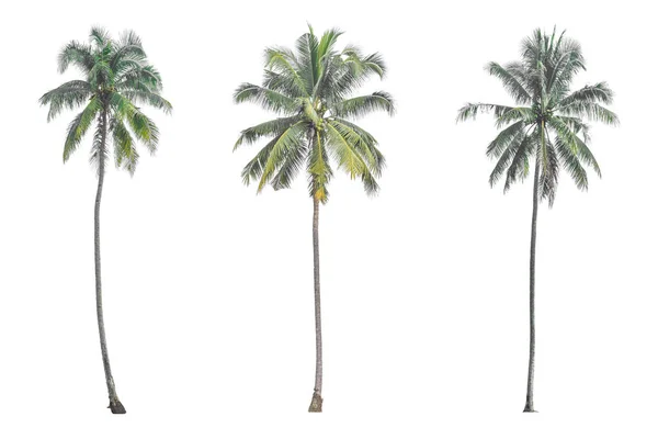 Coconut Palm Träd Isolerad Vit Bakgrund — Stockfoto