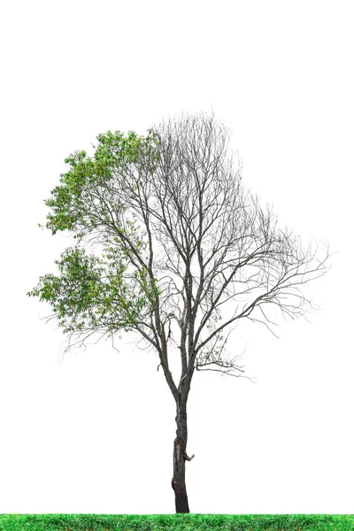 Половина Мертвого Дерева Ізольована Білому Тлі Відсічним Контуром — стокове фото