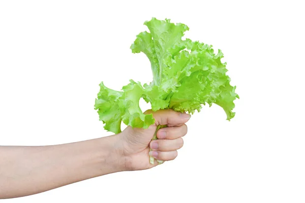 Lettuce Salad Hand Isolated White Background Clipping Path — Stock Photo, Image