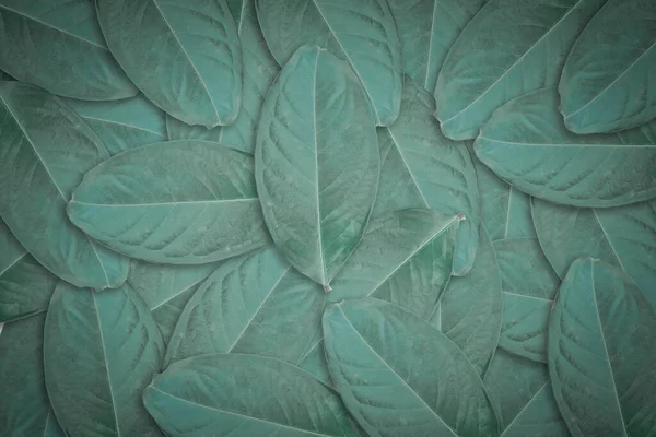 Dark Green Leaves Texture Background Natural Leaf Plant Backdrop Wallpaper — Stok Foto