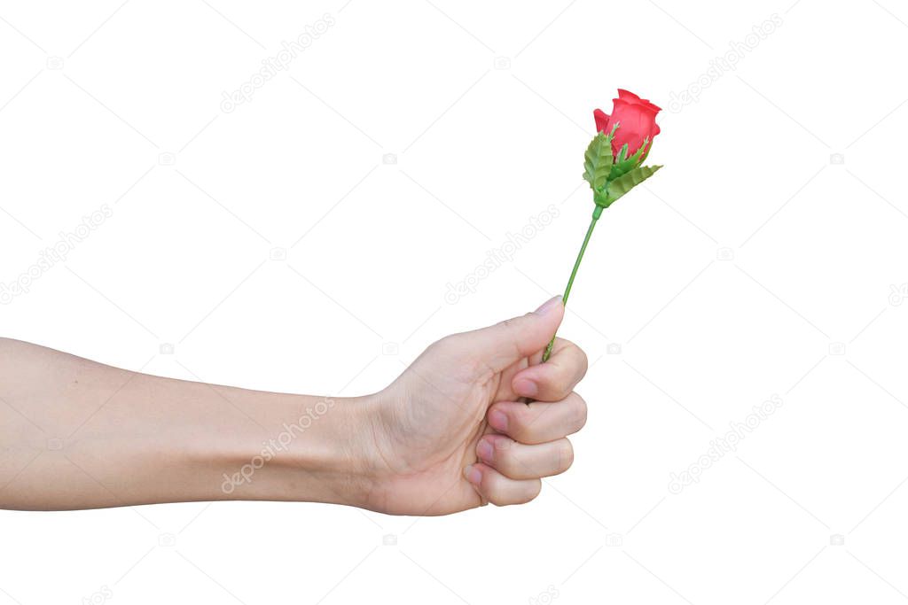 close-up of hand holding red plastic rose, isolated on white background. with clipping path.