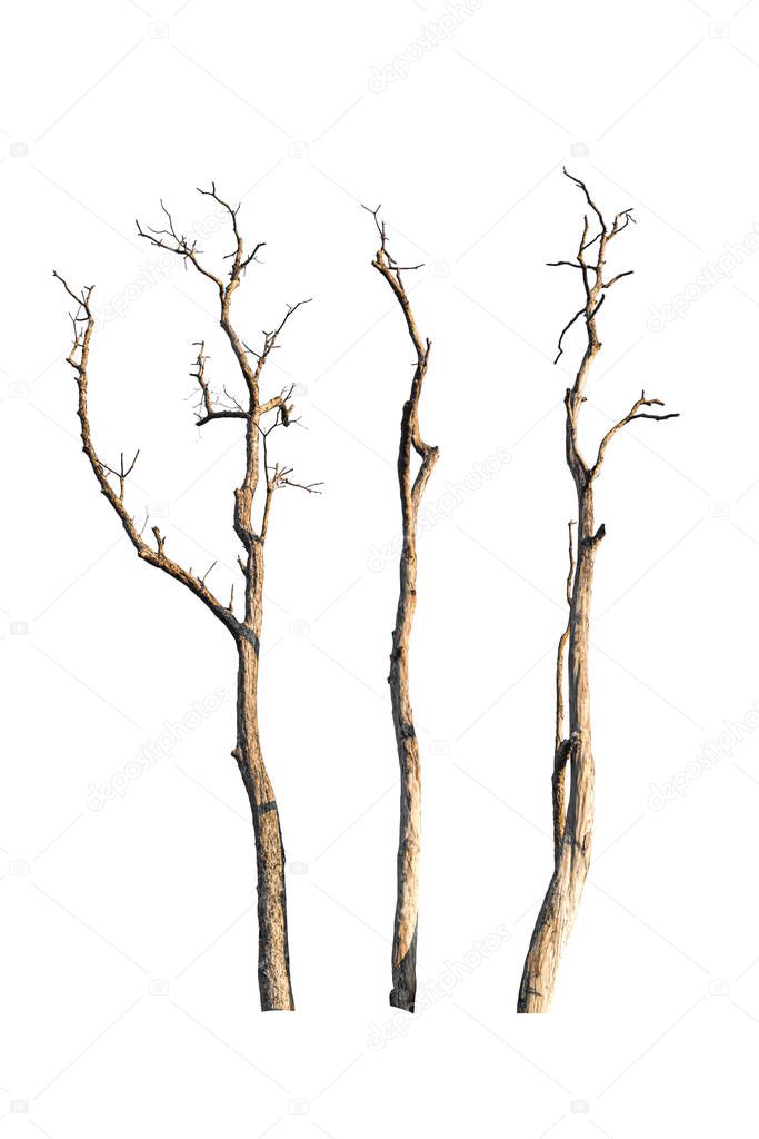 Dry tree branch isolated on white background. Object with clipping path.