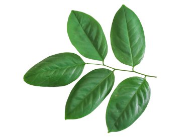 Beyaz arkaplanda yeşil yapraklar var. kırpma yolu ile.