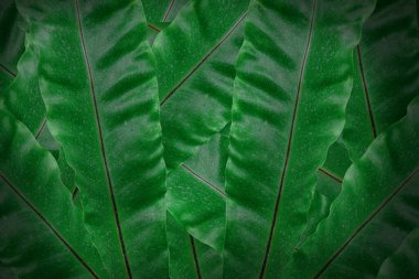 Tropical green leaves background. Dark green leaf textured. Concept nature for design or wallpaper