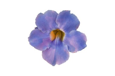 Mor çiçekler beyaz arka planda izole edilmiştir. Kırpma yolu ile nesne