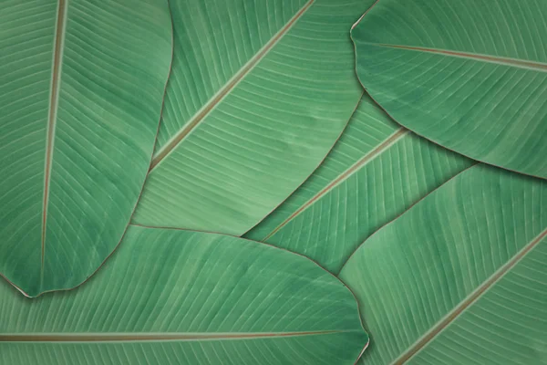 Dark green leaves texture background. Natural leaf plant for backdrop or wallpaper.