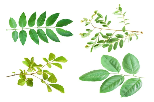 Set Von Grünen Blättern Auf Zweig Isoliert Auf Weißem Hintergrund — Stockfoto