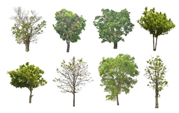 Sada Stromu Izolovaných Bílém Pozadí Oříznutou Cestou — Stock fotografie