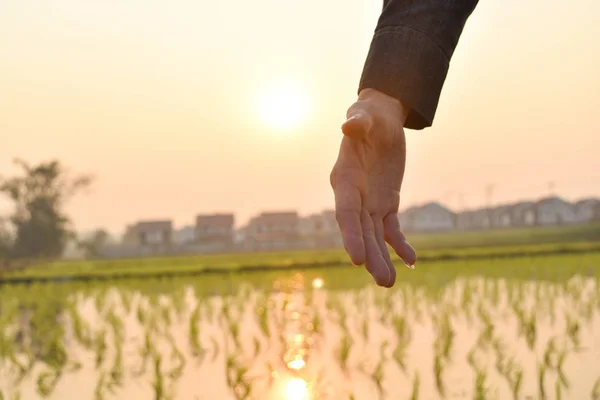 Hands reaching out to help in blurred sunlight background. Help