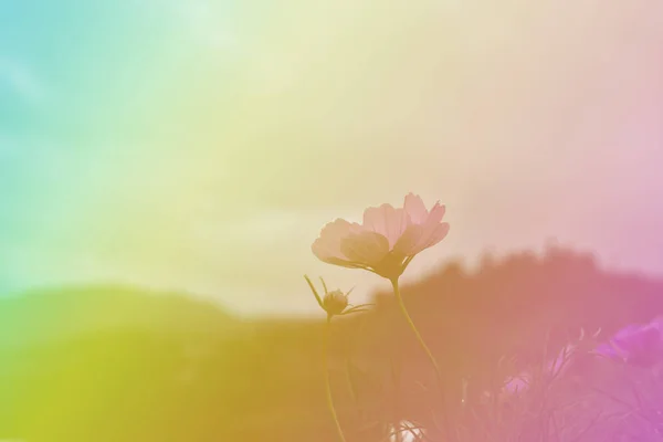 Borrão Suave Flor Cosmos Com Nuvens Céu Fundo Borrão Suave — Fotografia de Stock