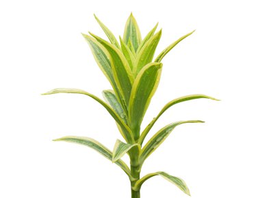 Beyaz zeminde izole edilmiş yağmurdan sonra damlalı tropikal yapraklar.