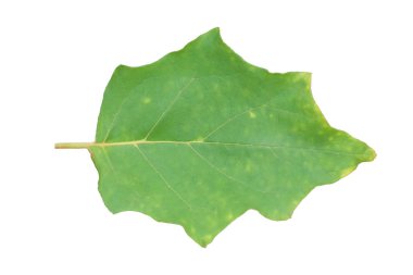 Patlıcan beyaz arka planda izole yaprakları.