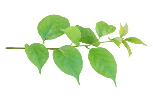 Brindille Feuilles Bougainvillea Est Isolée Sur Fond Blanc Objet Avec — Photo