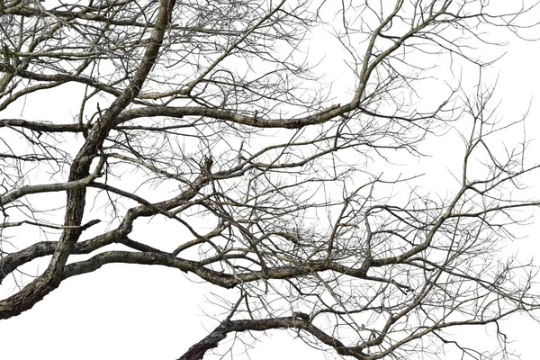 Στεγνό Κλαδί Δέντρου Απομονωμένο Λευκό Φόντο Αντικείμενο Διαδρομή Αποκοπής — Φωτογραφία Αρχείου