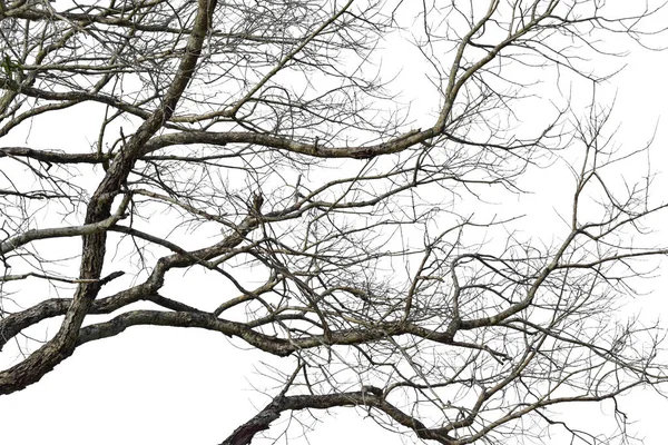 Branche Sèche Isolée Sur Fond Blanc Objet Avec Chemin Coupure — Photo