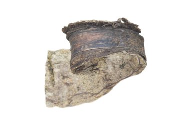 Kabuk parçası beyaz bir arkaplanda izole edilmiş