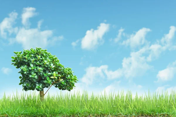Małe Drzewo Zielonym Polu Trawy Niebieskim Tle Nieba — Zdjęcie stockowe