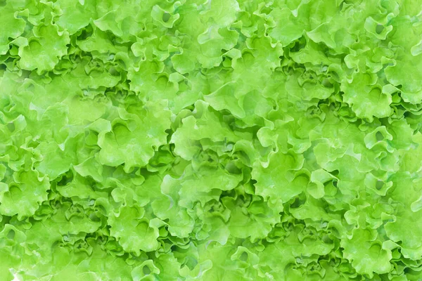 Perto Folhas Salada Alface Verdes Frescas Salada Textura Fundo — Fotografia de Stock