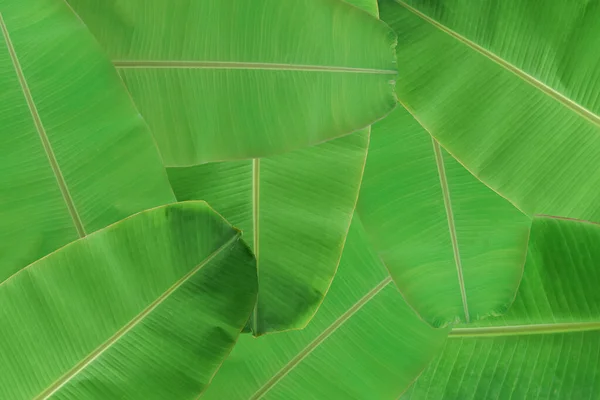 Taze Yeşil Muz Yaprağı Dokusunun Arka Planı — Stok fotoğraf