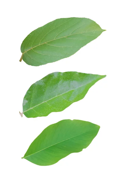 Grüne Blätter Isoliert Auf Weißem Hintergrund Objekt Mit Schnittpfad — Stockfoto