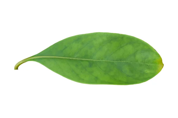 Πράσινο Φύλλο Απομονωμένο Λευκό Φόντο Αντικείμενο Διαδρομή Αποκοπής — Φωτογραφία Αρχείου