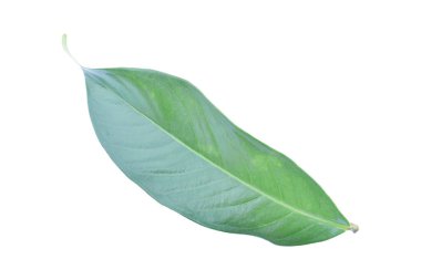 izole kırpma yolu ile beyaz arka plan üzerinde yaprak yeşil.