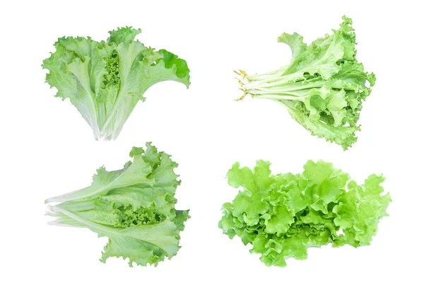 Collection Green Lettuce Salad Isolated White Background — Stock Photo, Image