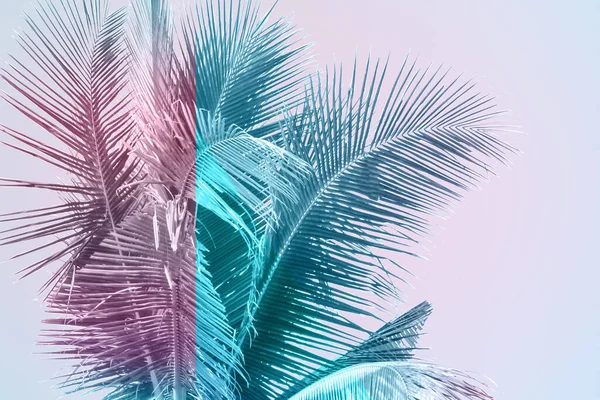 Tropical Plam Leaves Vibrant Gradient Background Trendy Neon Colors Minimalist — Stock Photo, Image